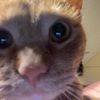 nomoleyes