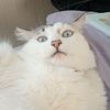 oruguithapettit