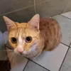 findus_nrt