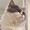 hellomeowuan