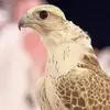 omarmuspah