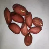 123kamboni