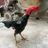 traiga77taysonbinhdinh