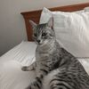 general_cat_twr
