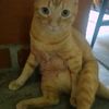 gatito_michi1
