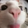 dthuan4_3