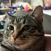 mosie10000