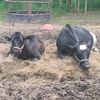 farmerchopyt