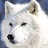 artic_wolf783