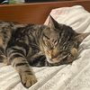 bonapartethetabby