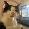 userx99pdky9zz