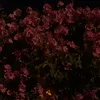 anhthu23201