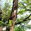 albeah.s..calesa