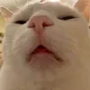 huykhangtran6