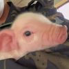 🐽🐽🐽