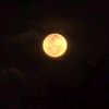 rashna_arc