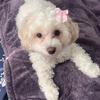 titithemaltipoo