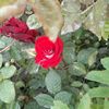 abo_mohamad60
