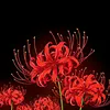 hoiucdauthuong82