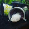 boba_theaxolotl
