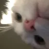 tqn_15