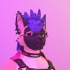 maxwell_the_malinois
