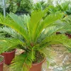 dungcaycanh402