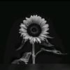 enyonam_53