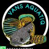 vans_aquatiq