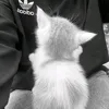 s1ktor_