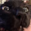 incorrect_username_742