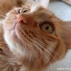 petdiary_2021