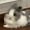 _lovecutebunny