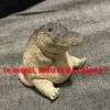 Adulto.Chiquito