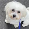 malteseboy27