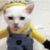 minionjack13