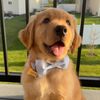 gustiethegolden