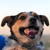 puppydewg