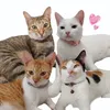 fourwhiskers