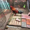 thaitubongdem