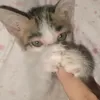 miexz2