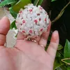 dinhvithu