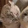 tiger_stuart02