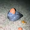 skibidi_4454
