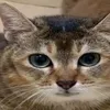catllll