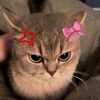 pich__cat