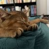 toastykitties