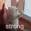 schizofriend_