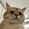 Mèo Nhà Dzi