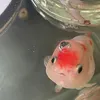 ponyodesu_
